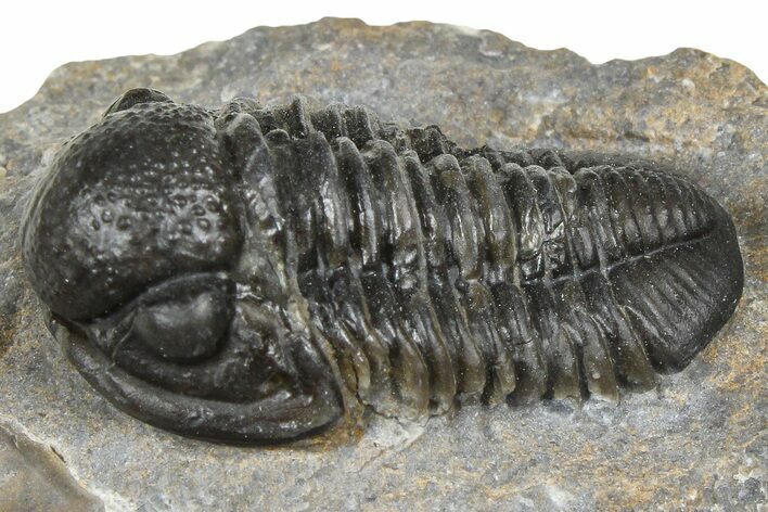 Detailed Gerastos Trilobite Fossil - Morocco #372448